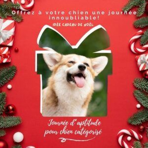 Bien préparer les fêtes avec son animal