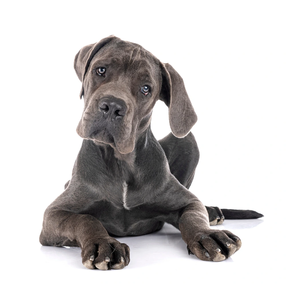 Bilan comportemental à domicile avec un éducateur canin au Mans en Sarthe Bilan comportemental à domicile avec un éducateur canin au Mans en Sarthe