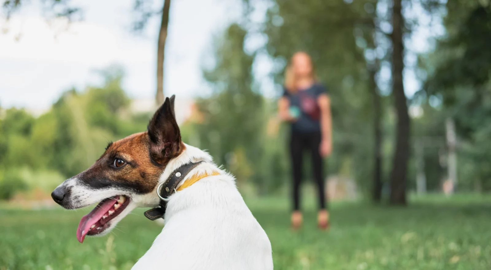 Bilan comportemental à domicile avec votre éducateur canin au Mans Bilan comportemental à domicile avec votre éducateur canin au Mans