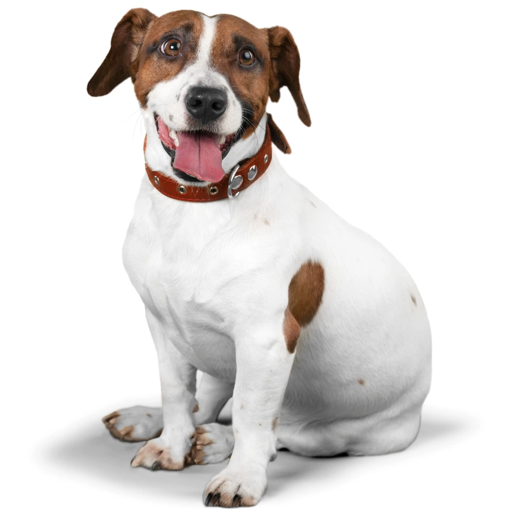 Bilan nutritionnel avec un éducateur canin au Mans en Sarthe Bilan nutritionnel avec un éducateur canin au Mans en Sarthe