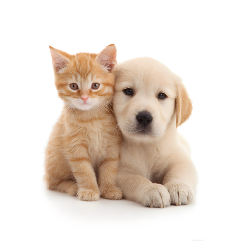 Bilan nutritionnel pour chien et chat au Mans