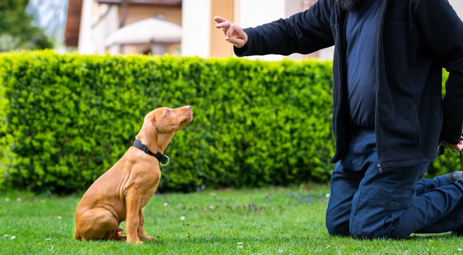 Coaching éducation à domicile avec votre éducateur canin au Mans – Coach canin à domicile Coaching éducation à domicile avec votre éducateur canin au Mans - Coach canin à domicile