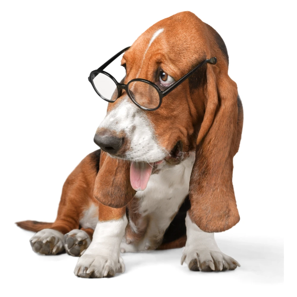 Coaching en groupe avec un éducateur canin professionnel au Mans Coaching en groupe avec un éducateur canin professionnel au Mans