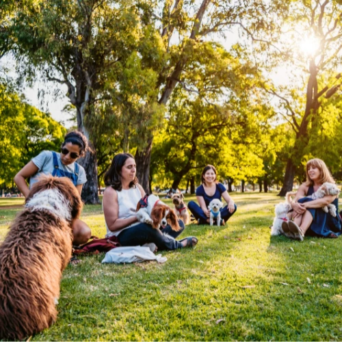 Coaching en groupe avec votre éducateur canin au Mans - Coach canin à domicile-1