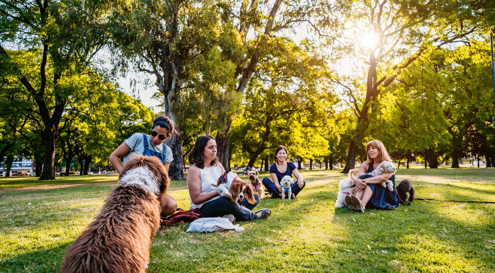 Coaching en groupe avec votre éducateur canin au Mans – Coach canin à domicile Coaching en groupe avec votre éducateur canin au Mans - Coach canin à domicile