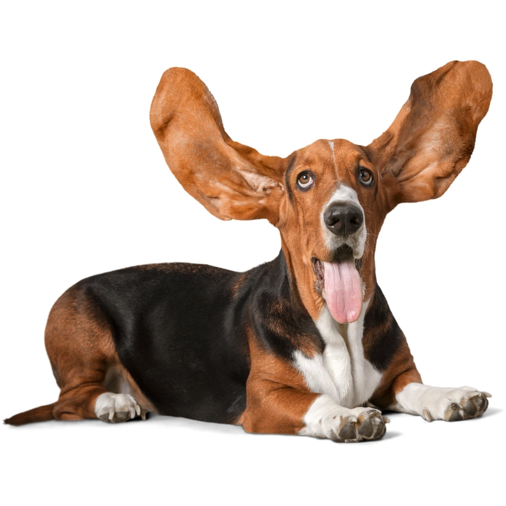 Formation à l’attestation d’aptitude Formation à l’attestation d’aptitude avec votre éducateur canin au Mans