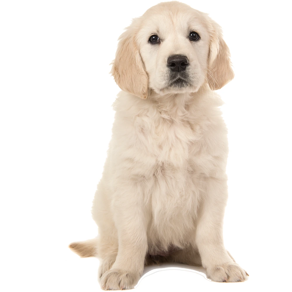 Le bilan comportemental la base d’un programme de coaching Le bilan comportemental la base d’un programme de coaching avec votre éducateur canin au Mans