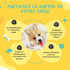 Maîtriser le rappel de votre chien en liberté
