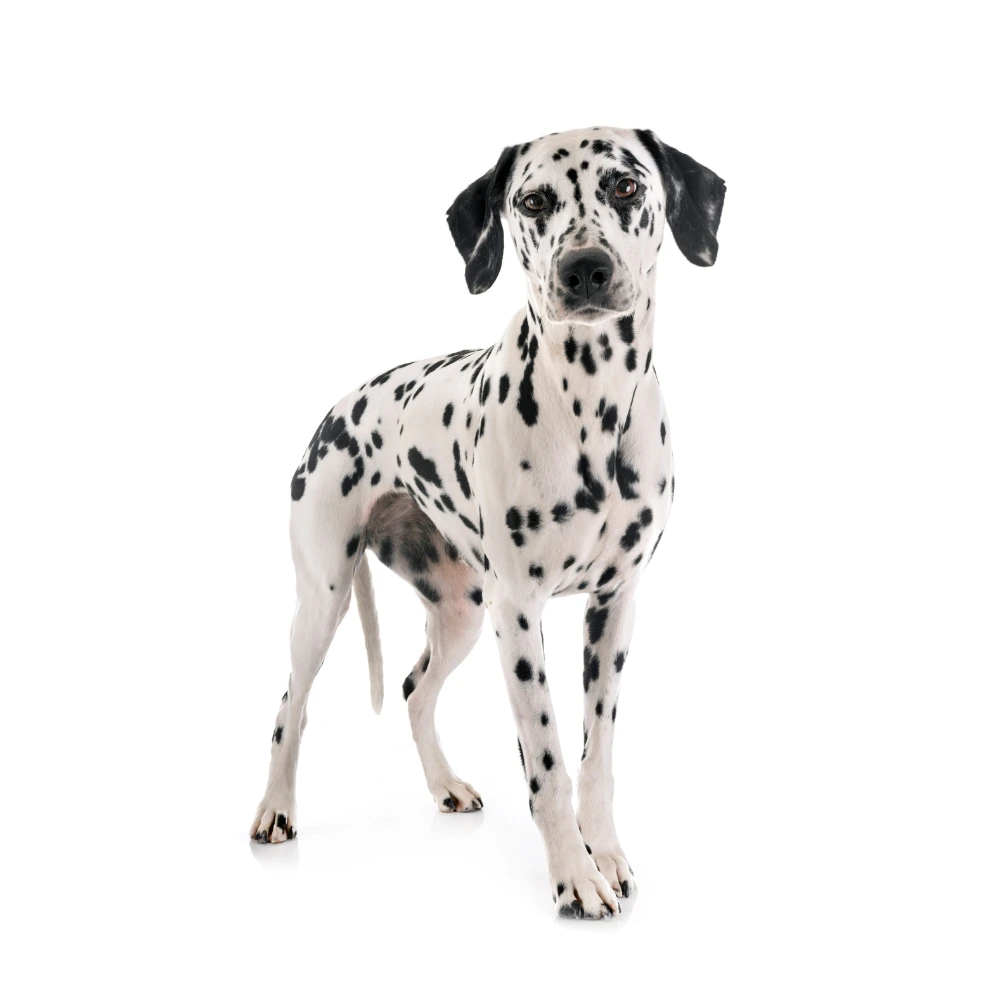 Mettre en place un changement durable avec un éducateur canin au Mans et en sarthe Mettre en place un changement durable avec un éducateur canin au Mans et en sarthe