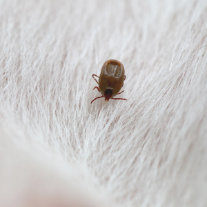 Protégez son chien et son chat des puces et tiques au printemps