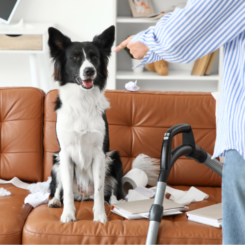 Rééducation canine à domicile avec votre éducateur canin au Mans en Sarthe