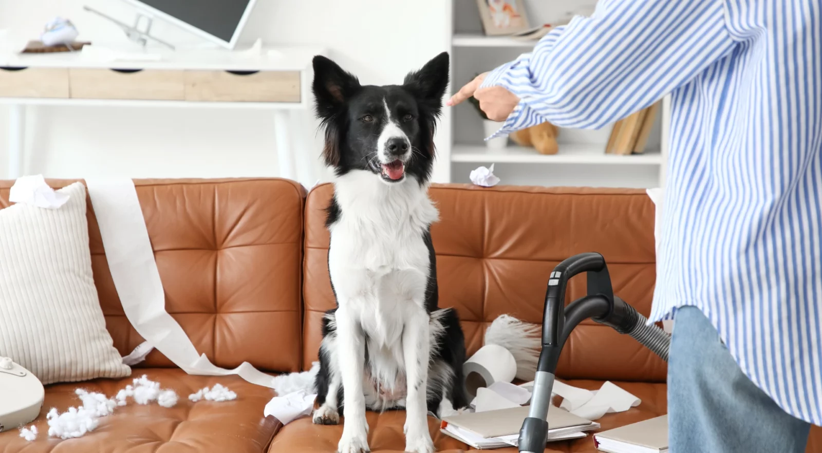 Rééducation canine à domicile avec votre éducateur canin au Mans en Sarthe Rééducation canine à domicile avec votre éducateur canin au Mans en Sarthe