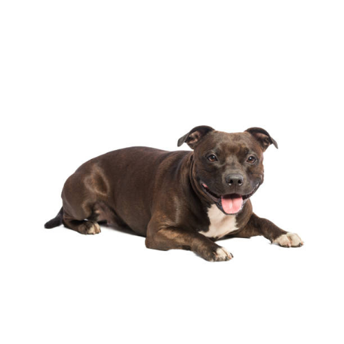 Formation d'aptitude à domicile avec un éducateur canin au Mans et en Sarthe