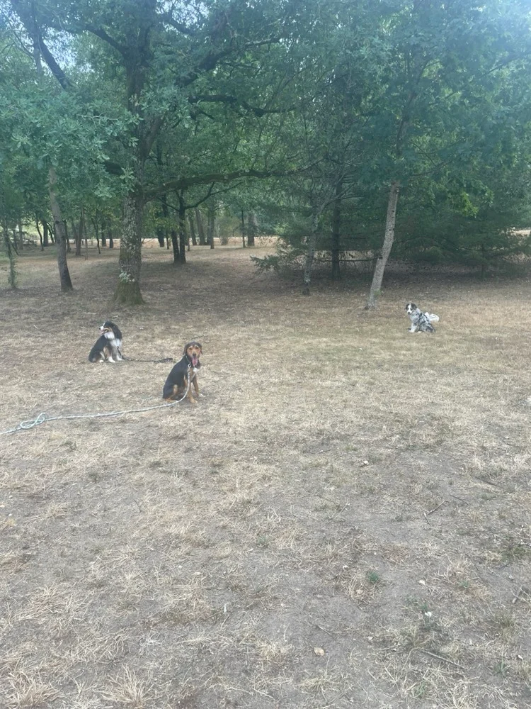 Trois chiens en position d'attente lors d'un cours d'éducation canine en groupe au Mans